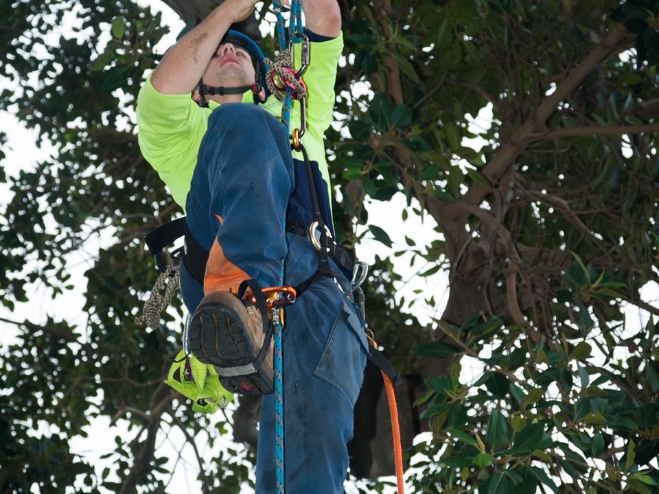 Qualified arborist working in a mature tree during a property survey in West Sussex