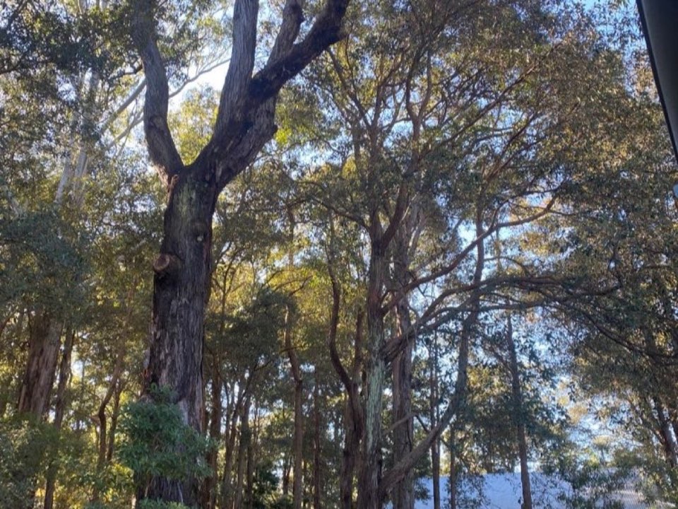 Mature trees in a West Sussex parkland setting due for routine re-inspection